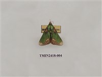 藏品(基黃綠刺蛾)的圖片